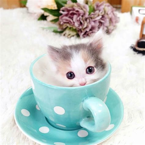 Tea time! | Cute cats and kittens, Kittens cutest, Cute baby animals