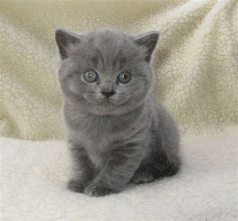 British Shorthair Lilac Kittens For Sale | Care About Cats