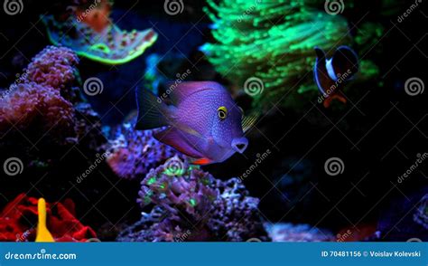 Kole tang in marine tank stock photo. Image of animal - 70481156