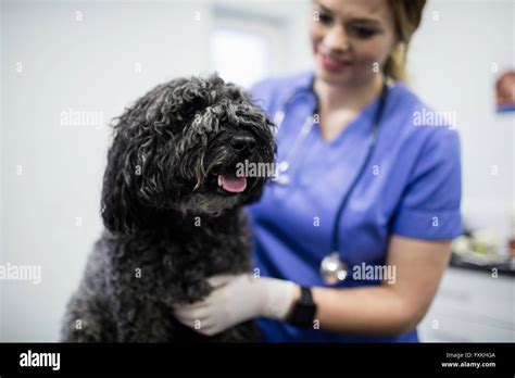 Vet examining dog Stock Photo - Alamy