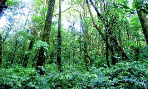 What Is The Forest Floor Layer Of A Tropical Rainforest | Viewfloor.co