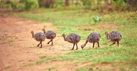 Comprehensive Guide To Incubating Emu Eggs - The Garden Magazine