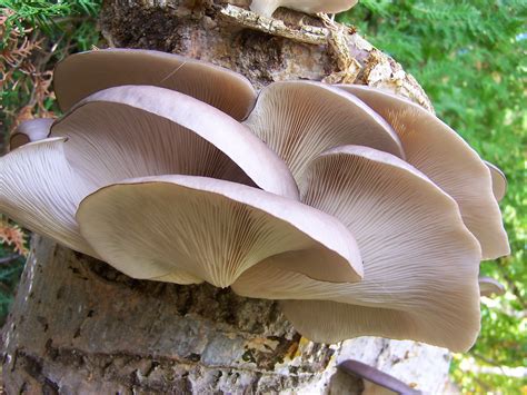 Setas Extremadura : Pleurotus Ostreatus