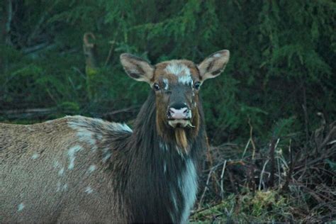 Check out this gorgeous girl as photographer Amanda Burgard calls her. This unique likely ...