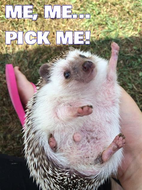 103 best images about Hedgehog Memes, Funnies, Quotes and Misc ...