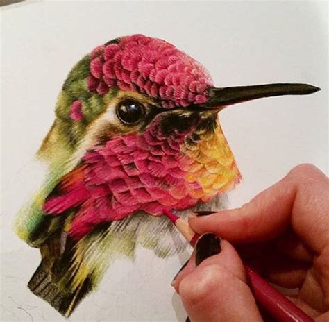 Colour Pencil Drawing Of Birds - Drawing Word Searches