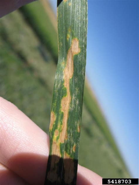 Septoria leaf spot of wheat (Septoria tritici)