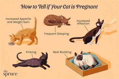 How to Tell If a Cat Is Pregnant