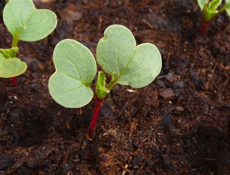 Germinating Your Radish Seeds » Top Tips on How