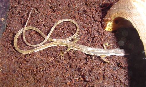 Long Tailed Lizards - Lizard Care - Caring for Lizards