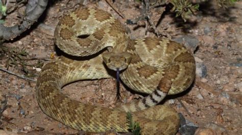 Red Rock Canyon Wildlife | Southwest Explorers