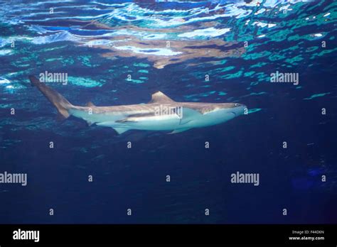 Grey reef shark teeth hi-res stock photography and images - Alamy