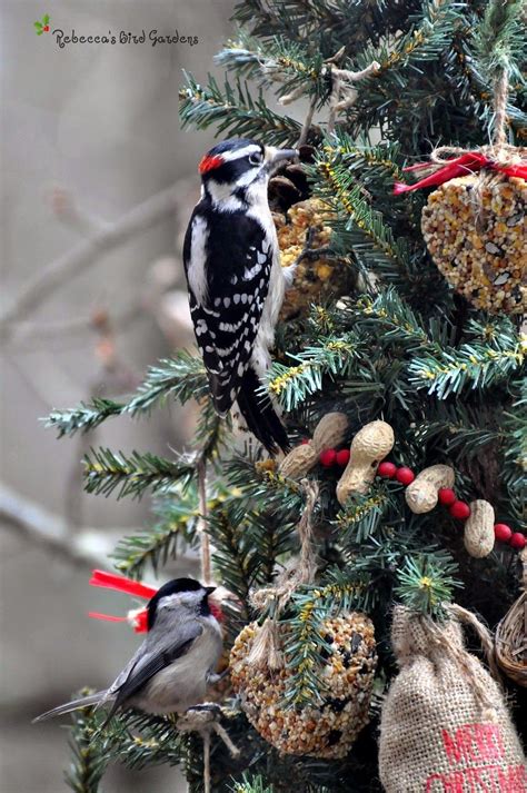 I had a few birdseed ornaments left over from our holiday season at the market so I thought I'd ...