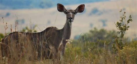 Magaliesberg Accommodation – B’Sorah Luxury Tented Camp, Hartebeespoort Dam | Safari tent ...