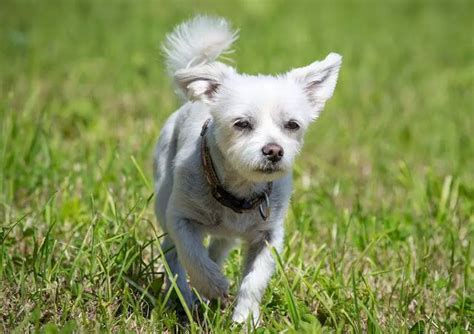 10 Best Small Low-Maintenance Dog Breeds - The Buzz Land | Low maintenance dog breeds, Dog ...