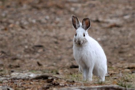 Snowshoe Hare | MyNature Apps