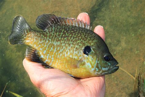 How Do You Catch a Green Sunfish Fishing Planet in Lone Star Lake ...