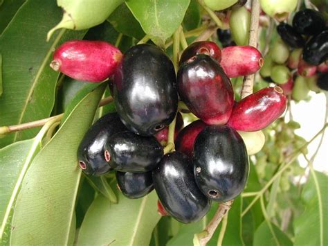 Be Positive With Life: Fruit of the month (August): #Jamun - #Black Plum