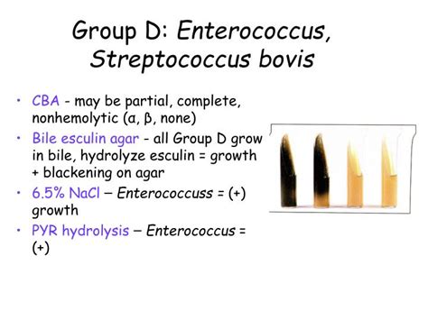 PPT - Streptococcaceae PowerPoint Presentation - ID:795114