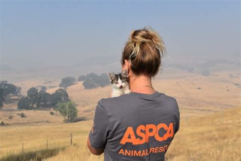 How to Help Animals Affected by the California Wildfires - The ...