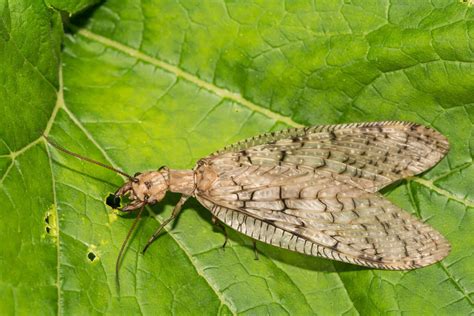 Dobsonfly - A-Z Animals