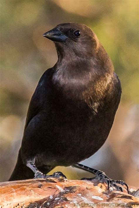 Google+ | Animal behavior, Birds, Black bird