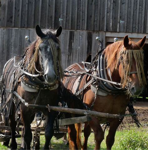 Draft Animals on the Farm - Beginning Farmer Training | Beginning Farmers