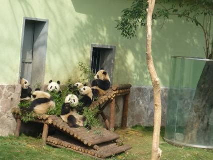 Shanghai Zoo, Shanghai | Ticket Price | Timings | Address: TripHobo