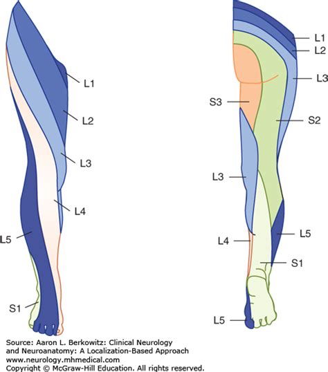 Radiculopathy, Plexopathy, and Mononeuropathies of the Lower Extremity | Clinical Neurology and ...