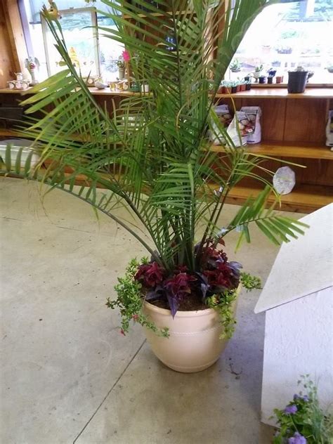 Palm patio pot | Patio pots, Garden center, Garden landscaping