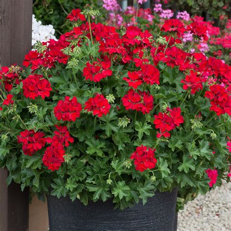 Award Winning Red Geranium Plants - Richard Jackson Garden