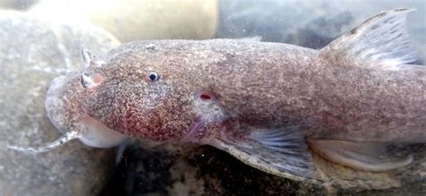 Can anyone identify the Species, Genus or Family of this catfish ...