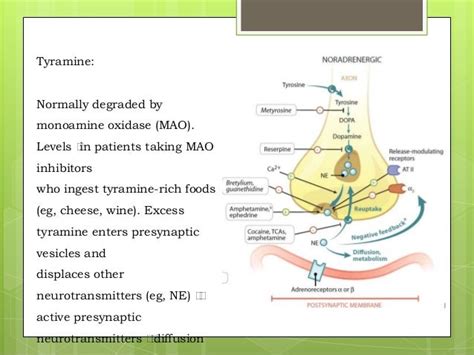 √70以上 tyramine maoi interaction 243076-Why avoid tyramine with maoi