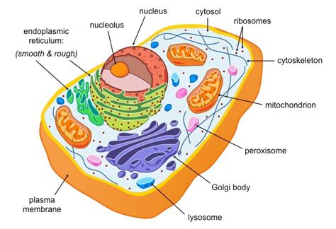 Eukaryotic Cells | Eukaryotic cell, Cell diagram, Animal cell project