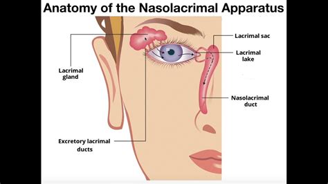 Anatomy & Functions of the Nasolacrimal Apparatus - YouTube