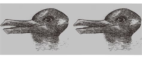 This Strange Duck-Rabbit Optical Illusion Makes Us Do a Double-Take