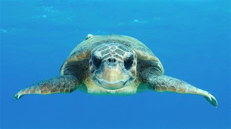 Animals with Cameras: Oceans | Sea Turtle Films Surprising Discoveries ...