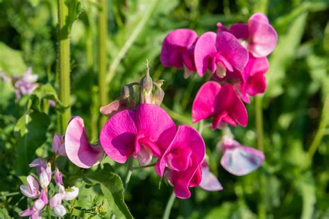 Sweet Pea Flowers: Planting, Care & Growing Guide