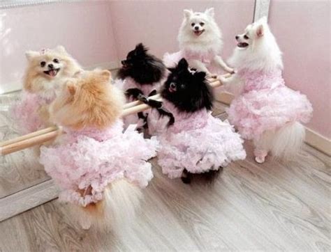 Pomeranian Puppies In Clothes - Pets Lovers