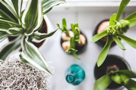 Top 10 Indoor Plants for The Winter Season - LifeHack