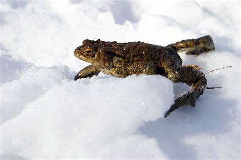 Frozen frog | A frog on its way to the lake was surprised by… | Flickr