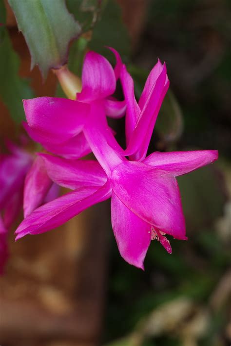 Zygo Cactus Flower | Macro shot using the amazing Vivitar Se… | Flickr