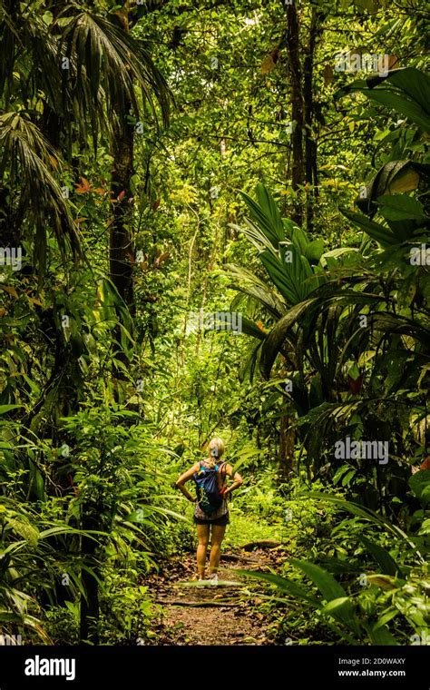 In the rainforest of Tortuguero, Costa Rica Stock Photo - Alamy