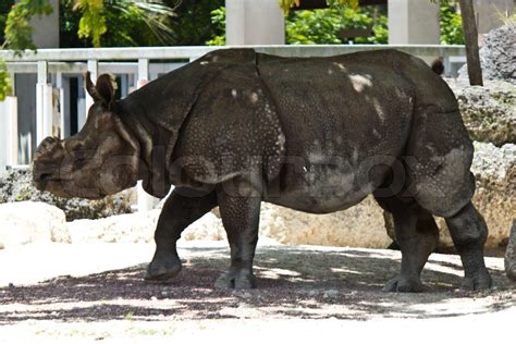 Lesser one-horned rhinoceros also known as a Javan rhinoceros | Stock ...