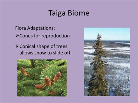 PPT - Taiga and Deciduous (Temperate) Biomes PowerPoint Presentation, free download - ID:2195130