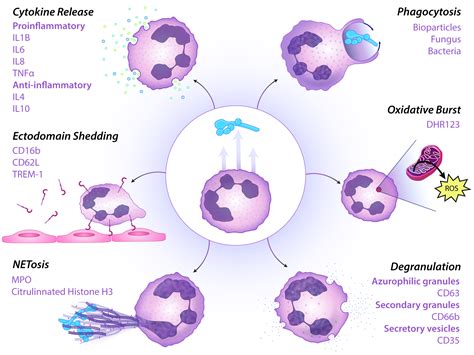 Reactive Neutrophil