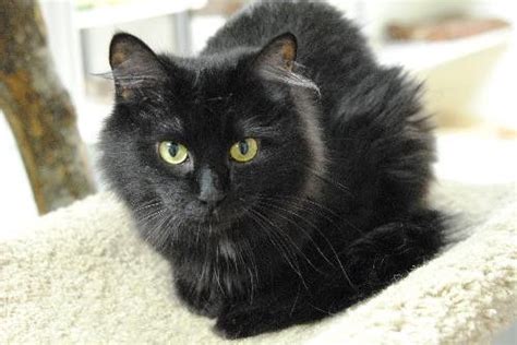 fluffy black cat breeds - Google Search | black cats | Pinterest | Persian, Black cats and Cats