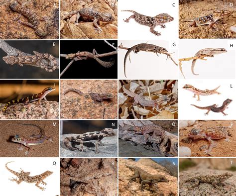 Species of the family Gekkonidae from Iona National Park. A. Afroedura... | Download Scientific ...