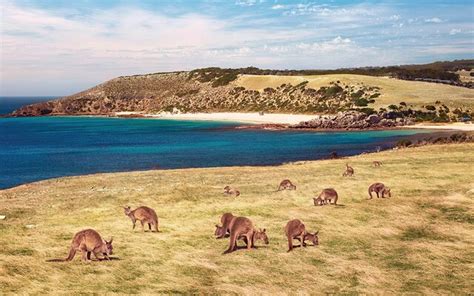 8 of the best wildlife experiences in South Australia