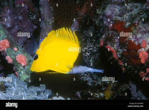 Long Nosed Butterflyfish Stock Photo - Alamy